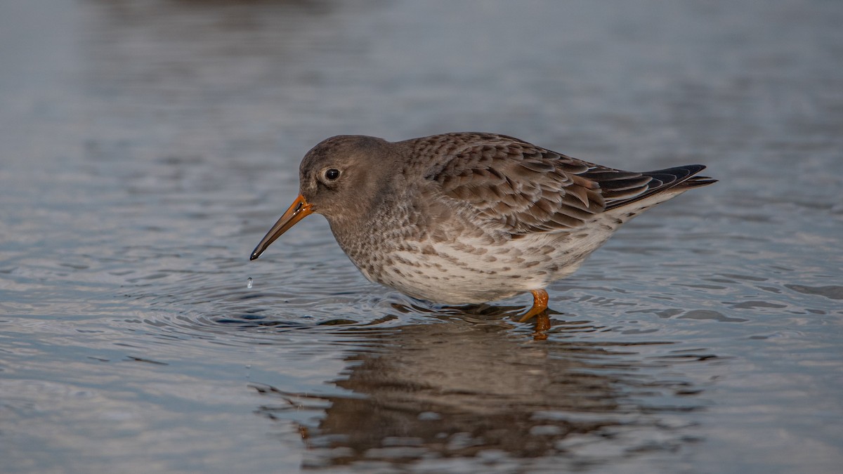 חופית ימית - ML645709707