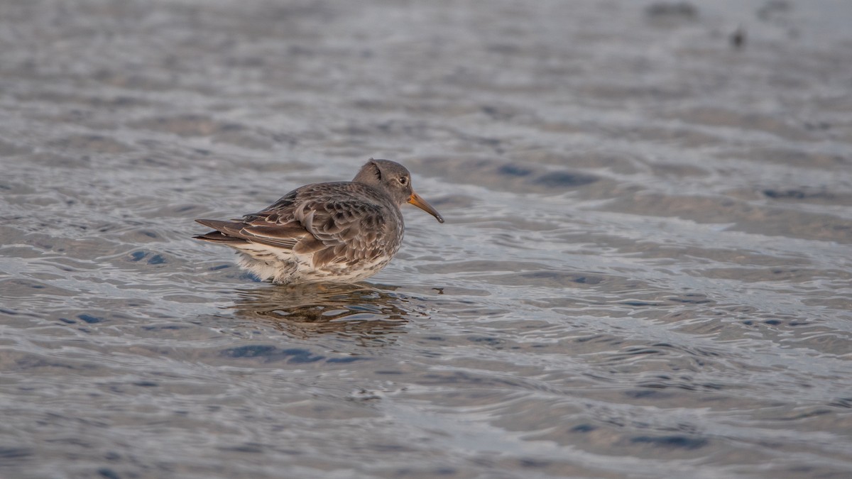 חופית ימית - ML645709708