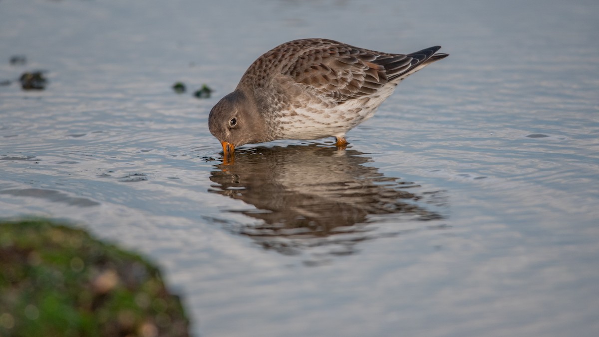 חופית ימית - ML645709709