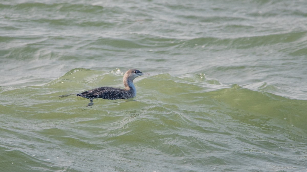 צוללן אדום-גרון - ML645709722