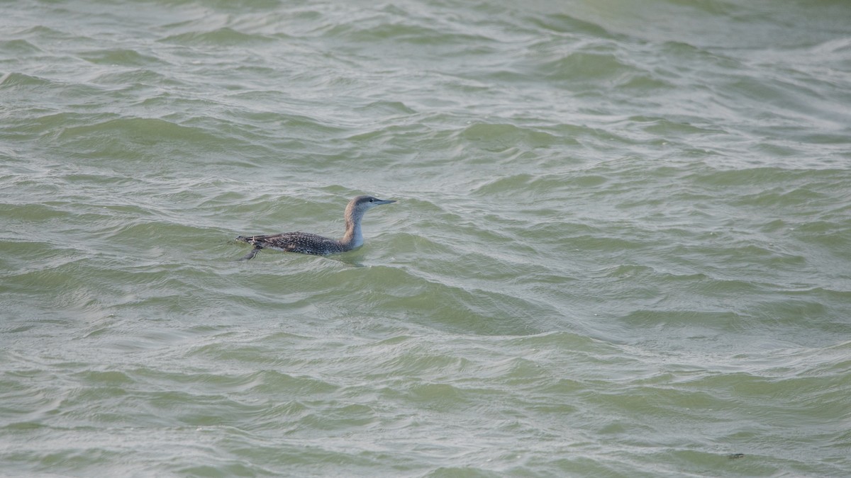 צוללן אדום-גרון - ML645709723