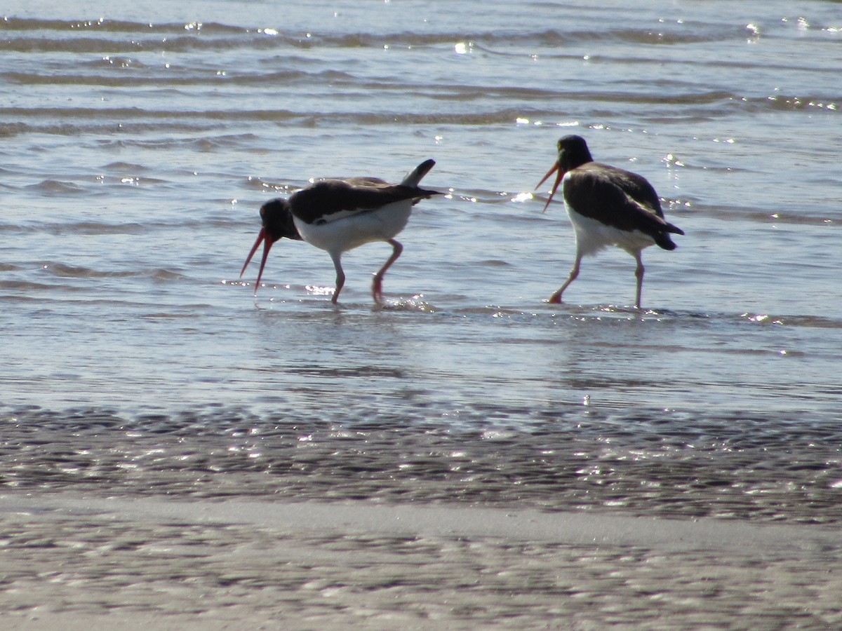 American Oystercatcher - ML645709724