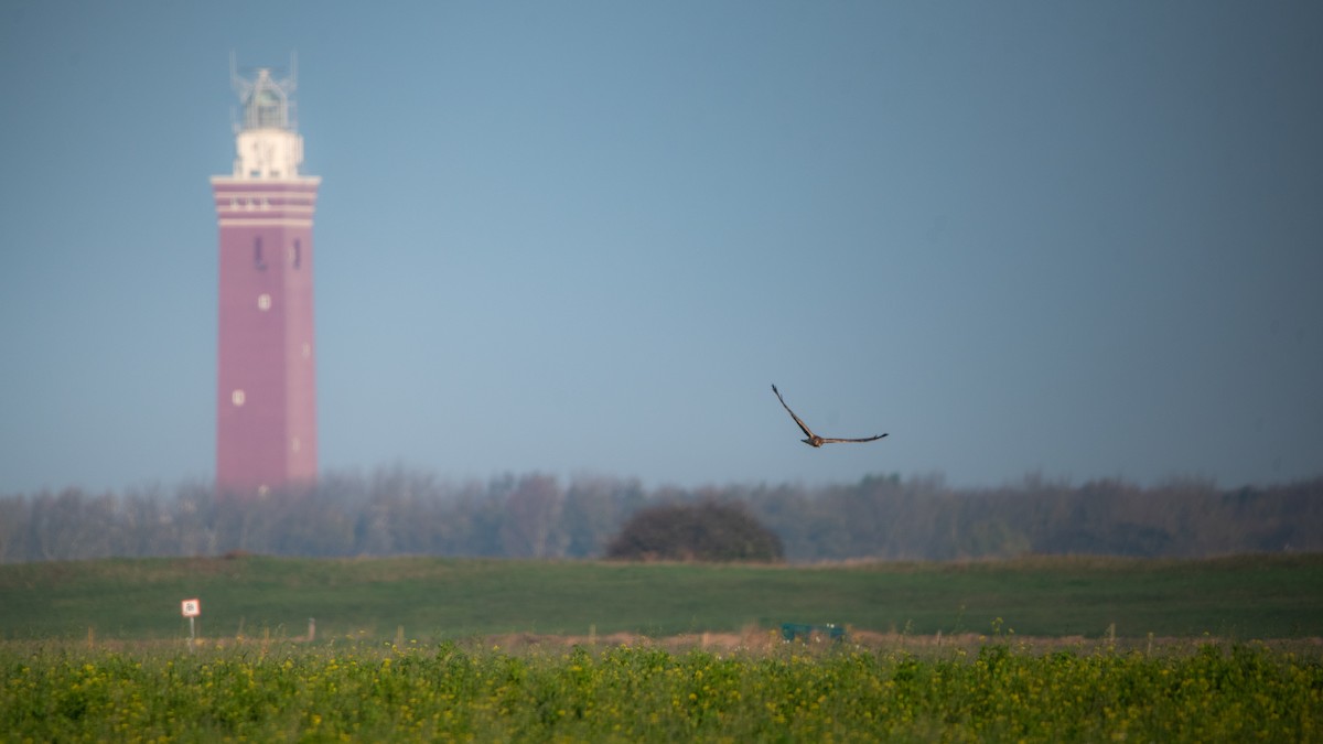 זרון תכול - ML645709727