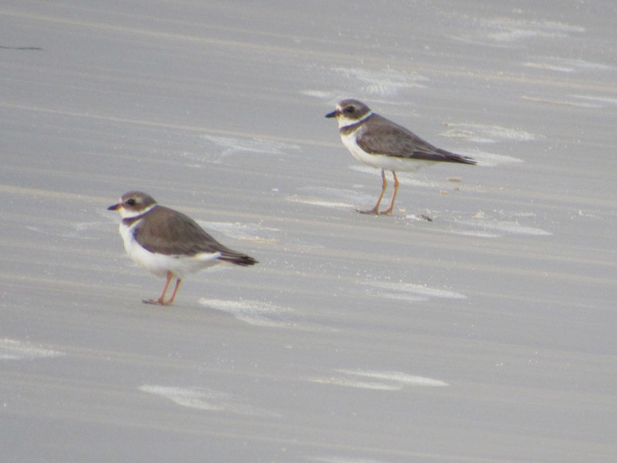 Semipalmated Plover - ML645709730
