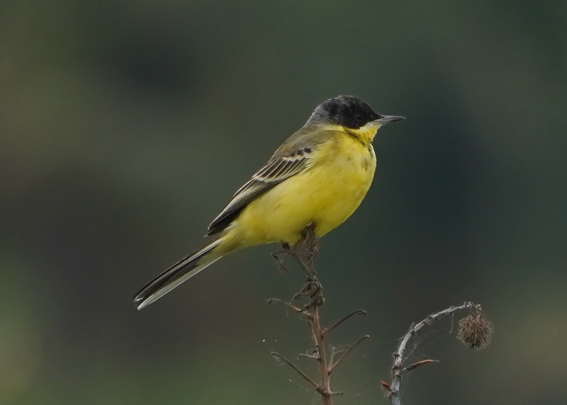 Sarı Kuyruksallayan (feldegg) - ML645709733