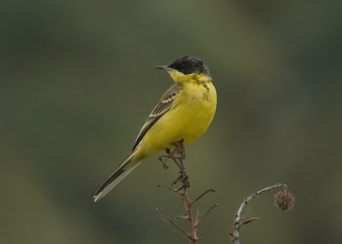 Sarı Kuyruksallayan (feldegg) - ML645709734