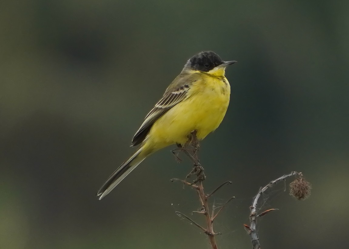 Sarı Kuyruksallayan (feldegg) - ML645709735