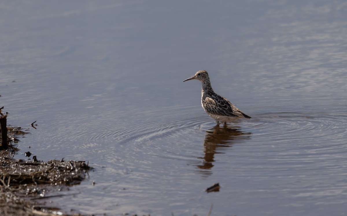 Pectoral Sandpiper - ML645709739