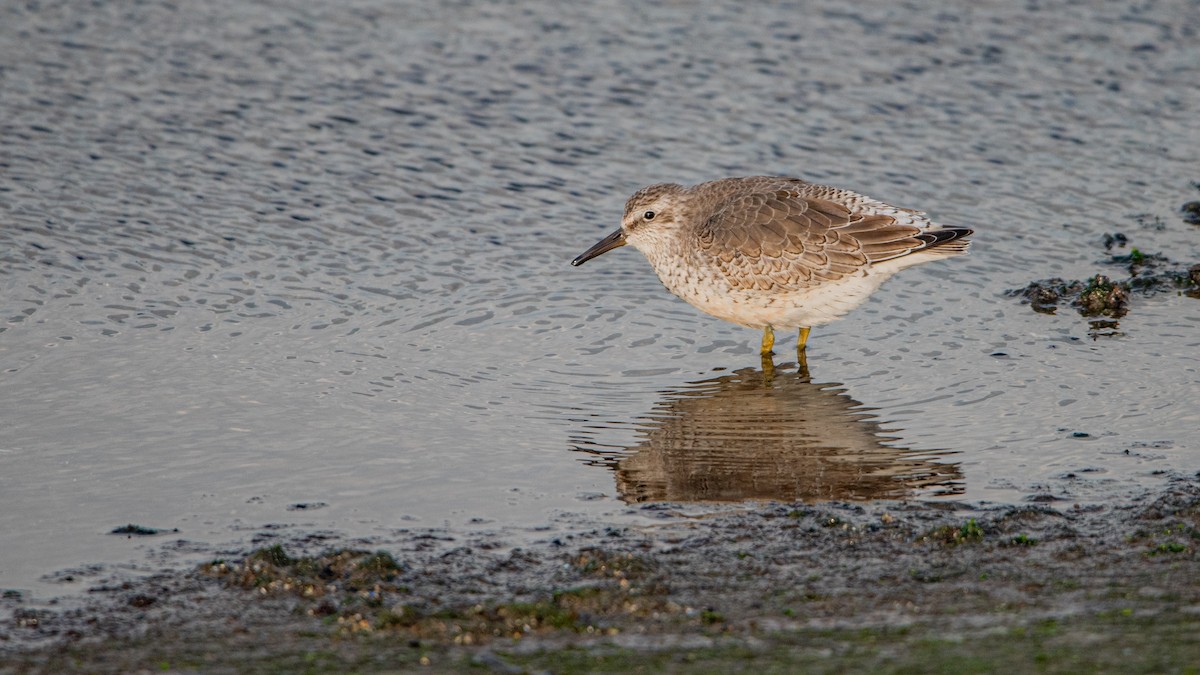 Red Knot - ML645709747