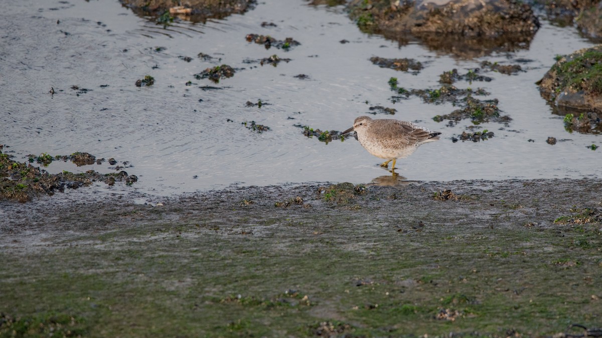 חופית להקנית - ML645709748