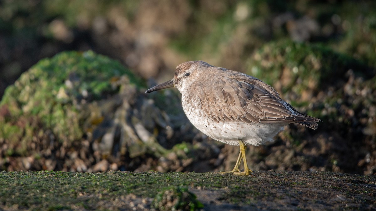 חופית להקנית - ML645709749