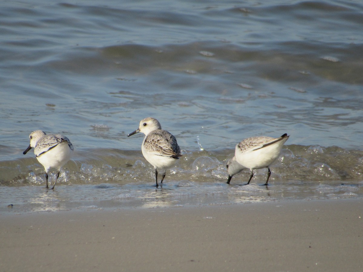Sanderling - ML645709754