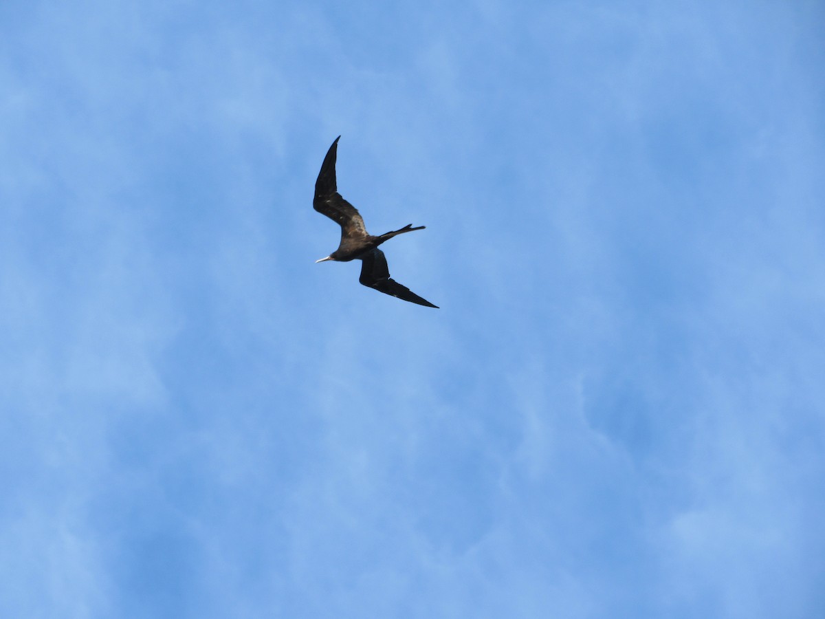 Magnificent Frigatebird - ML645709765