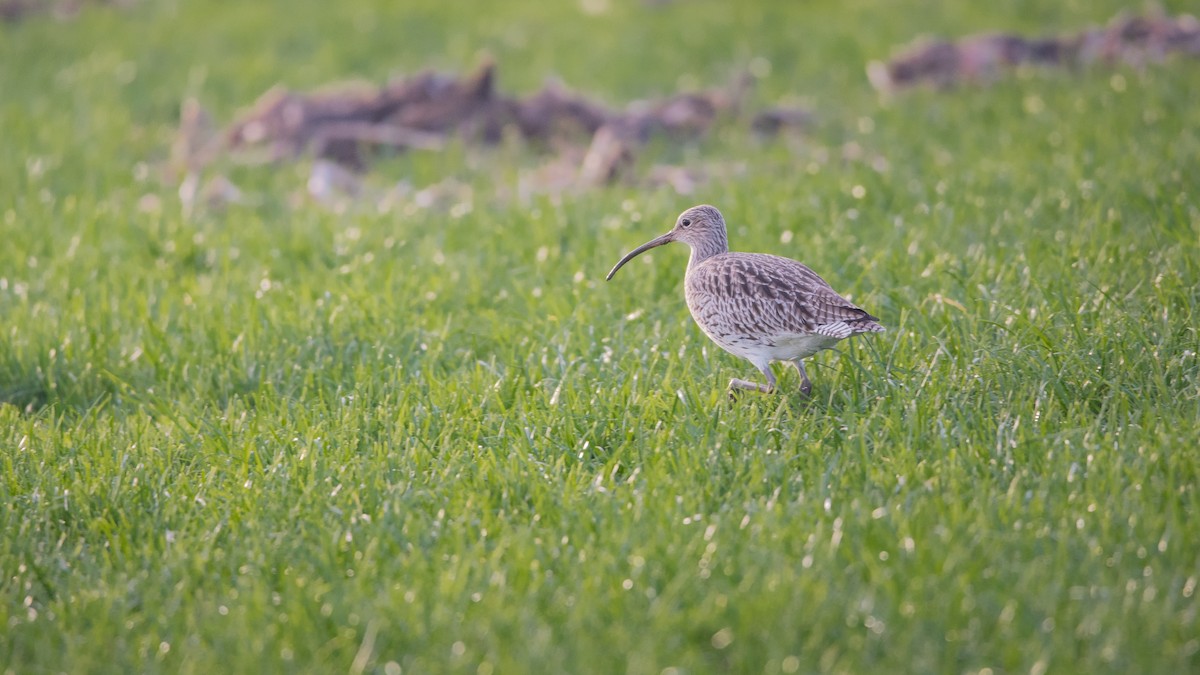 חרמשון גדול - ML645709770