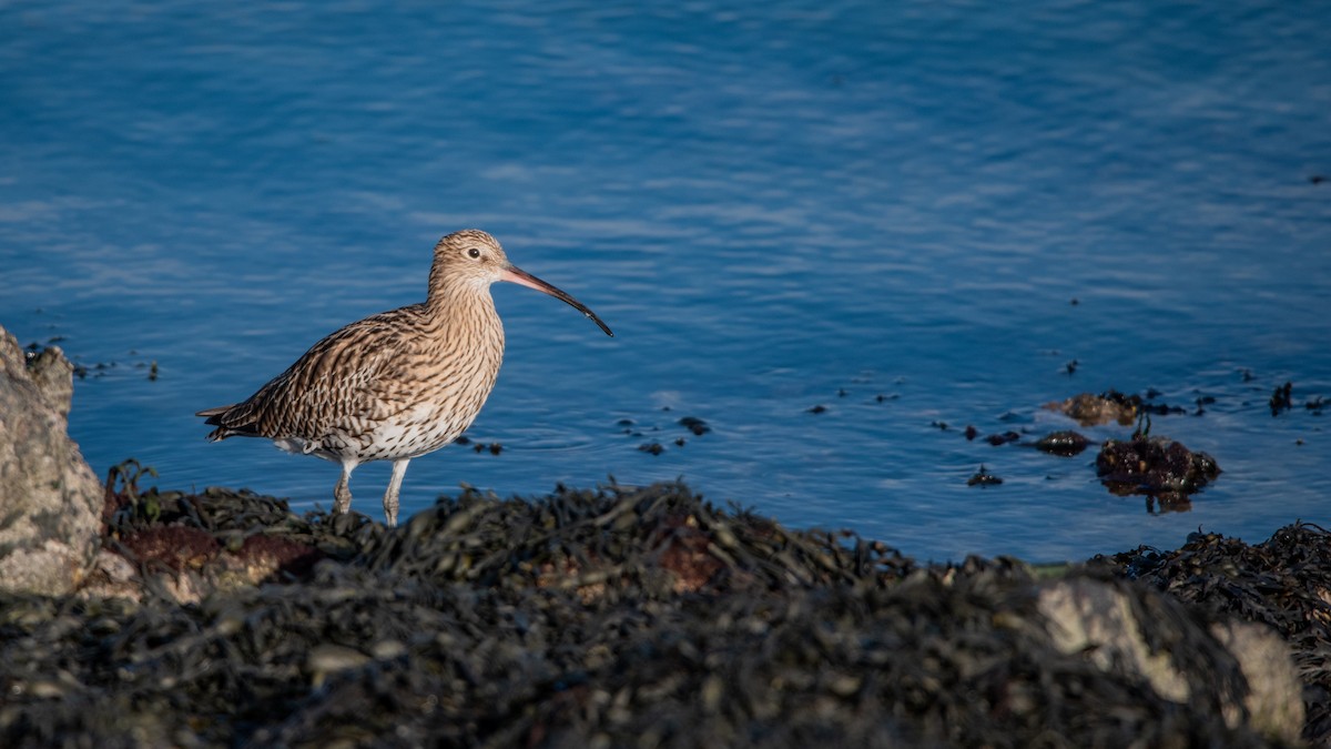 חרמשון גדול - ML645709771