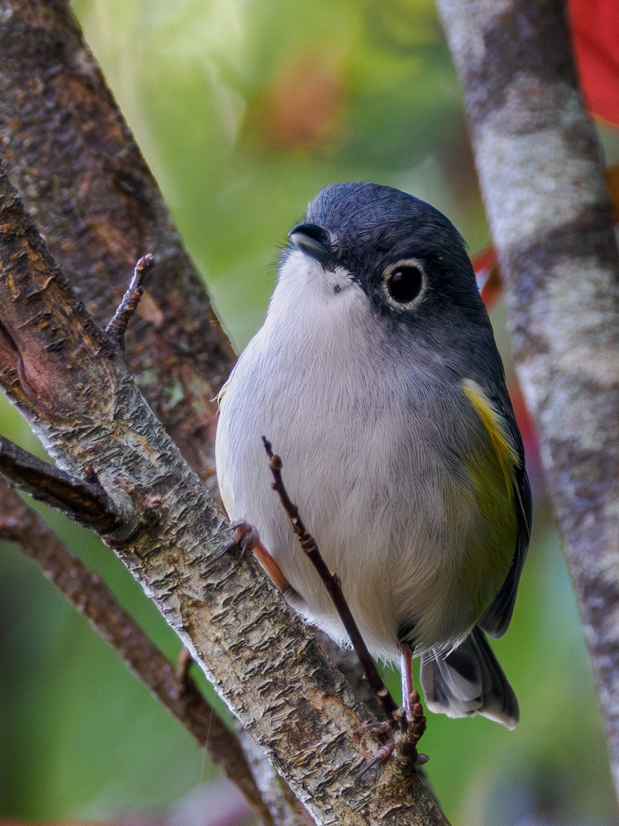 Green Shrike-Babbler - ML645709773