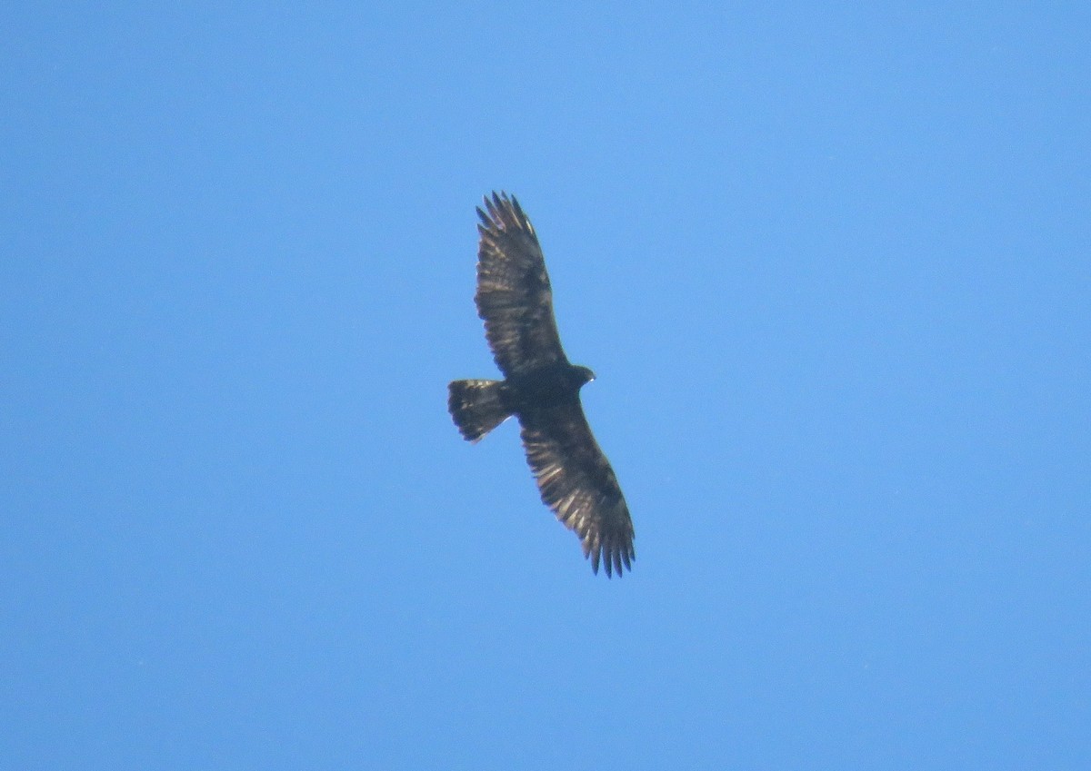 金鵰 - ML645709779