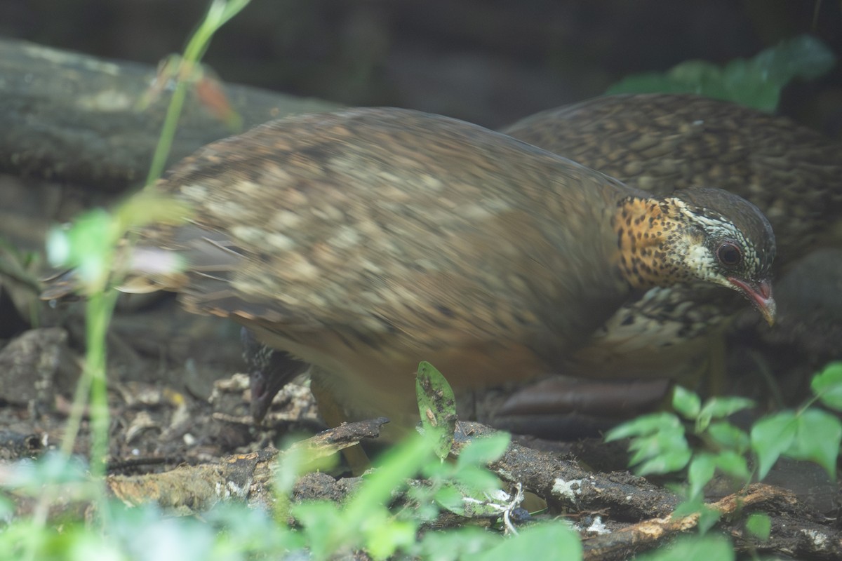 Scaly-breasted Partridge (Green-legged) - ML645709780