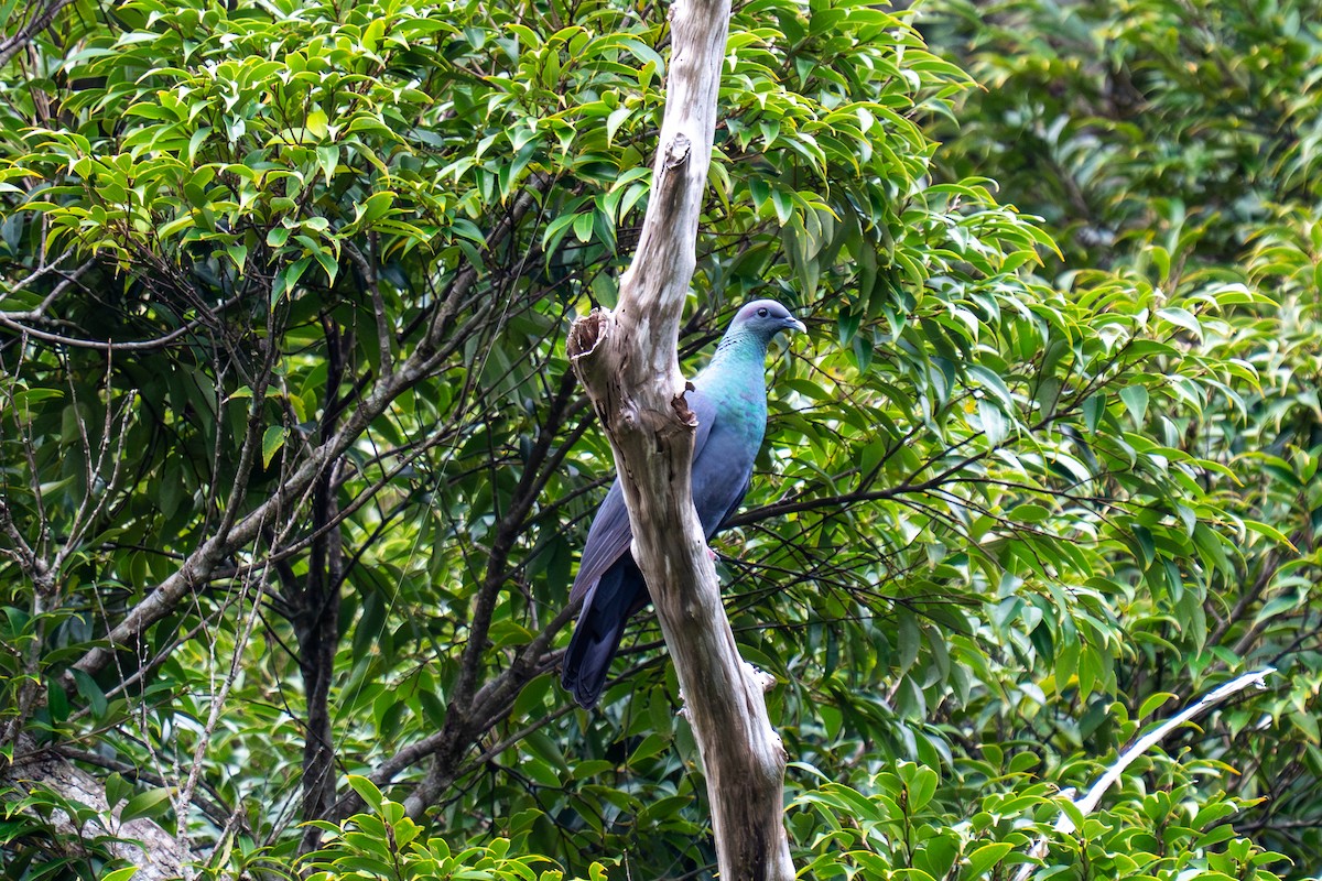 Mor Japon Güvercini - ML645709781