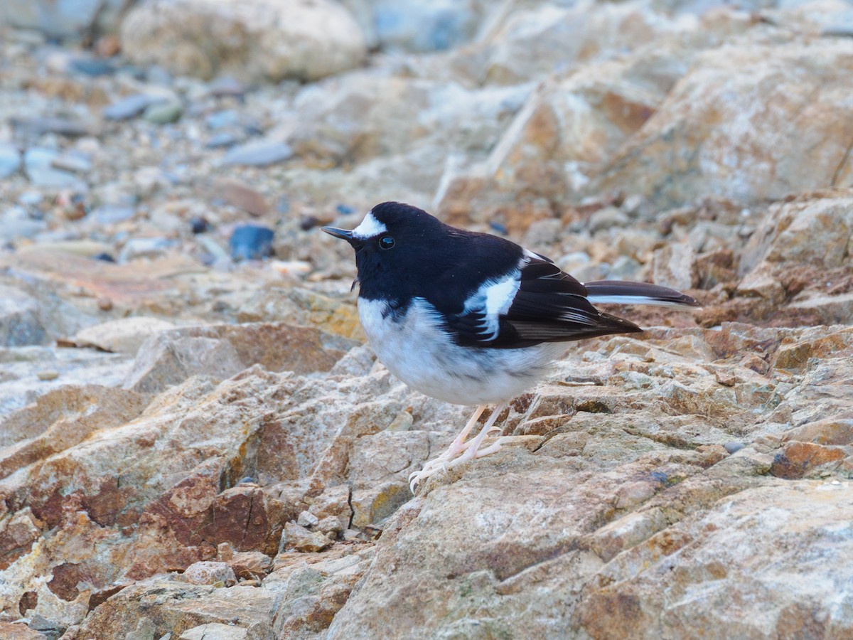 Little Forktail - ML645709783