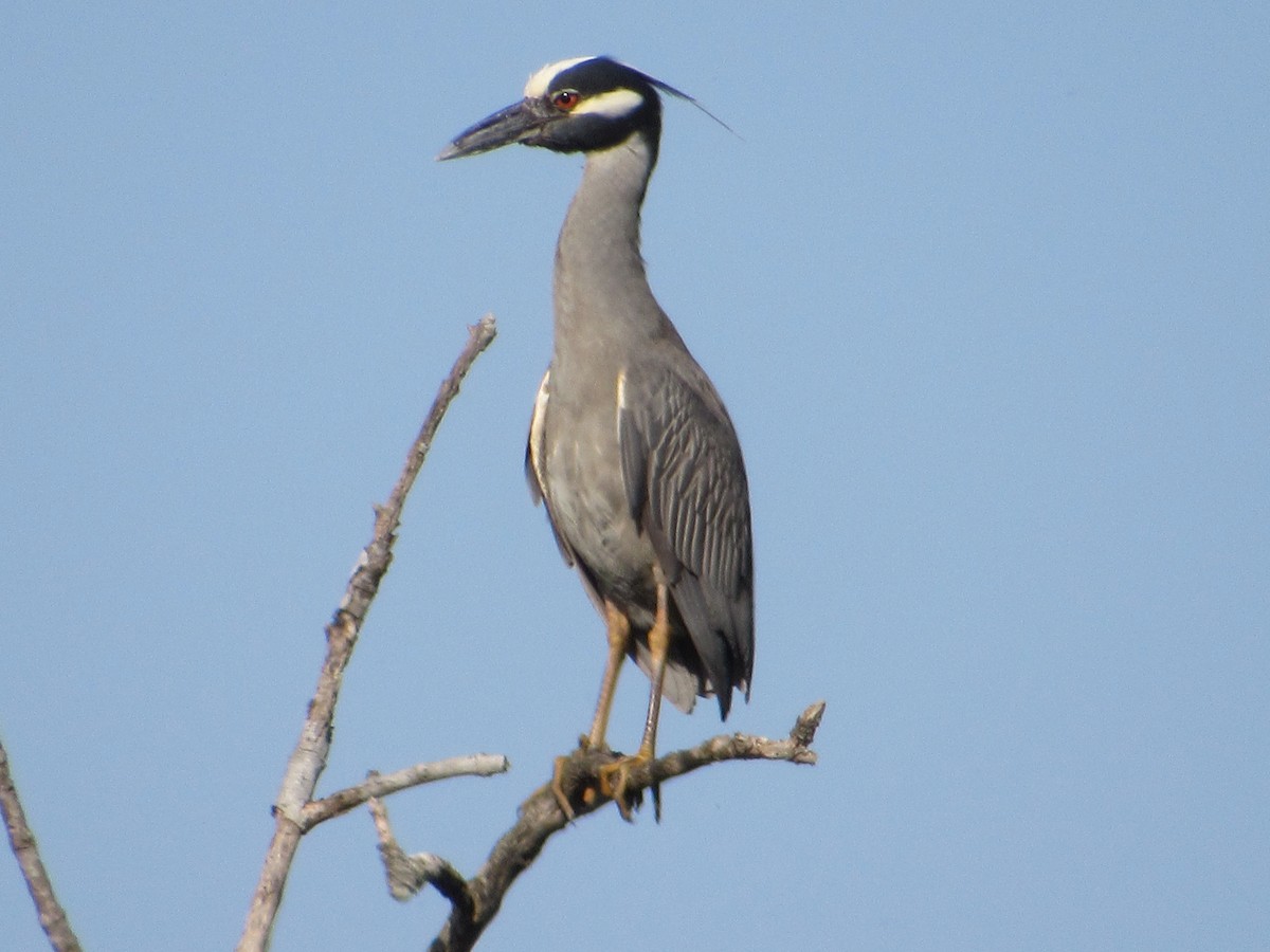 Sarı Tepeli Gece Balıkçılı - ML645709784