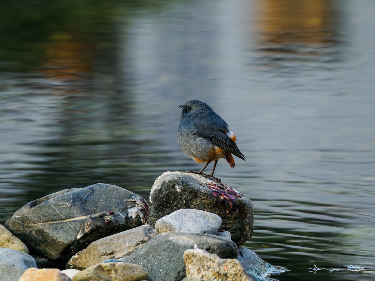 Plumbeous Redstart - ML645709792