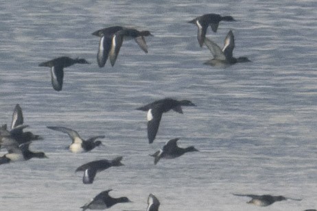 Stejneger's Scoter - ML645709793