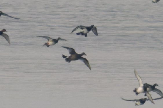 Stejneger's Scoter - ML645709794