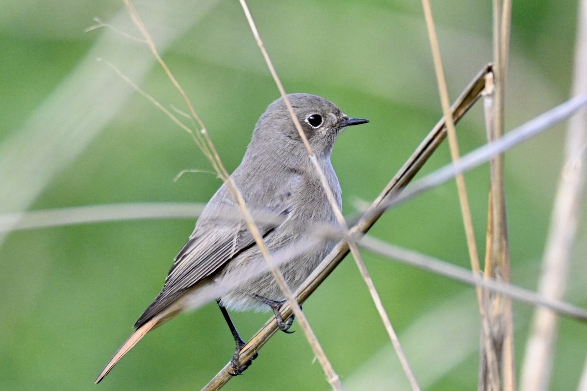 Black Redstart - ML645709798