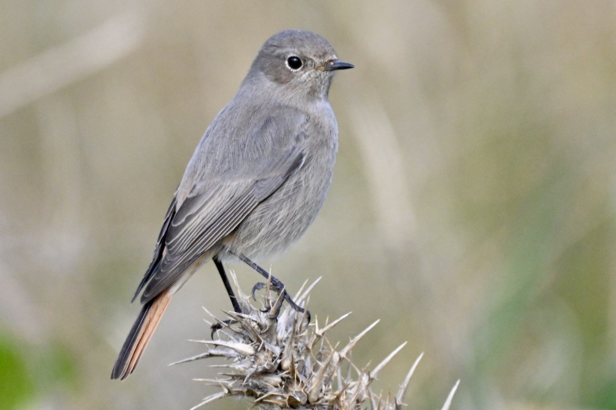 Black Redstart - ML645709799