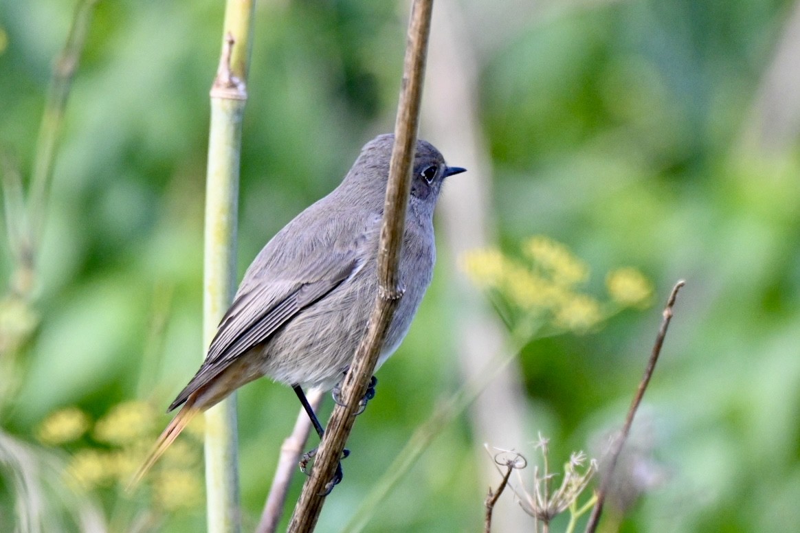 Black Redstart - ML645709800