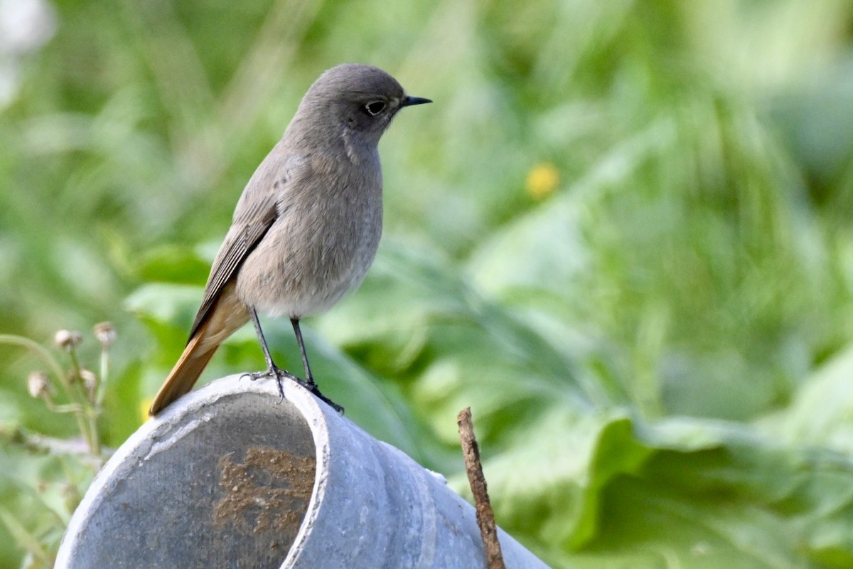Black Redstart - ML645709801