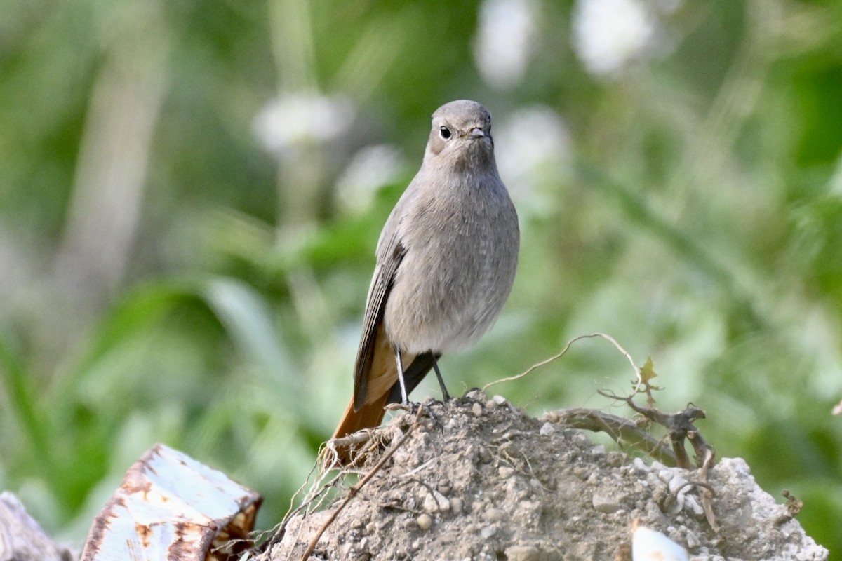 Black Redstart - ML645709802