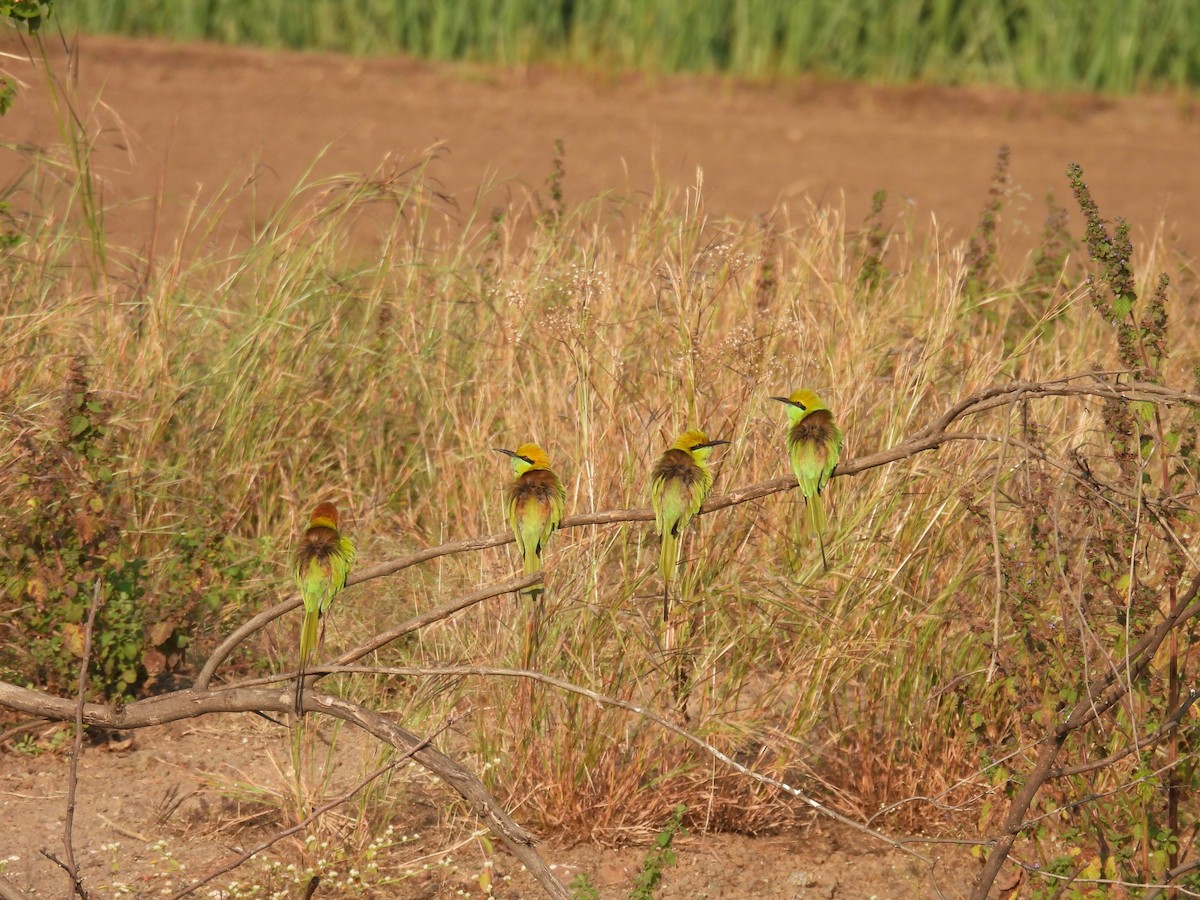 Asian Green Bee-eater - ML645709805