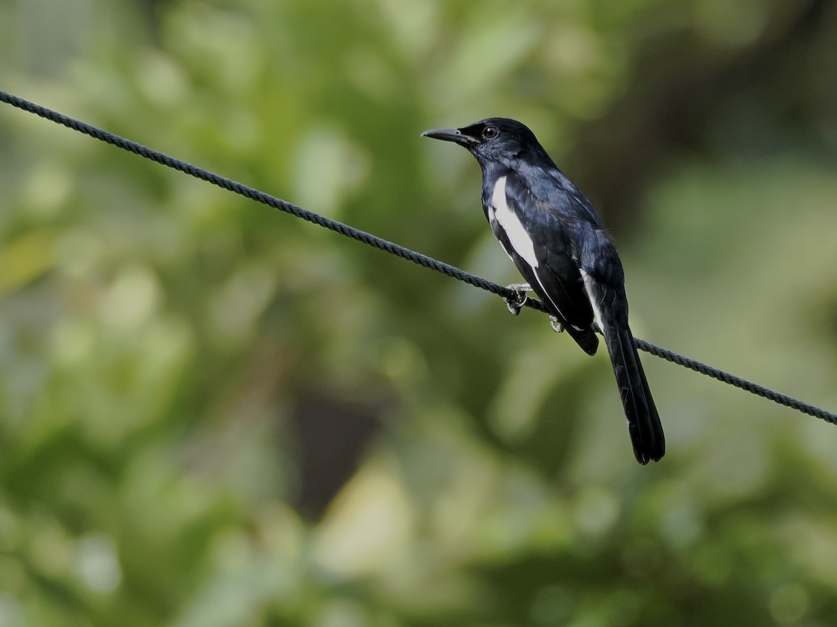 Oriental Magpie-Robin - ML645709806