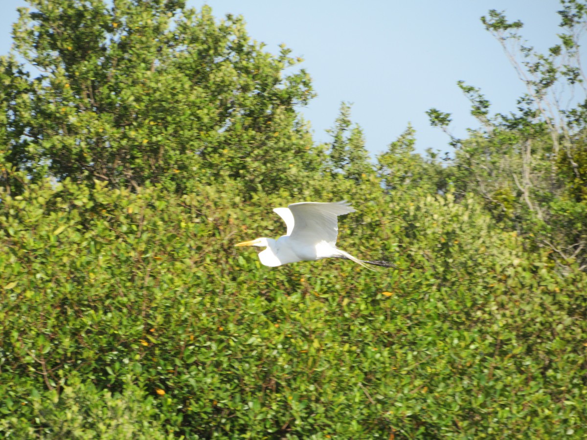 Great Egret - ML645709807