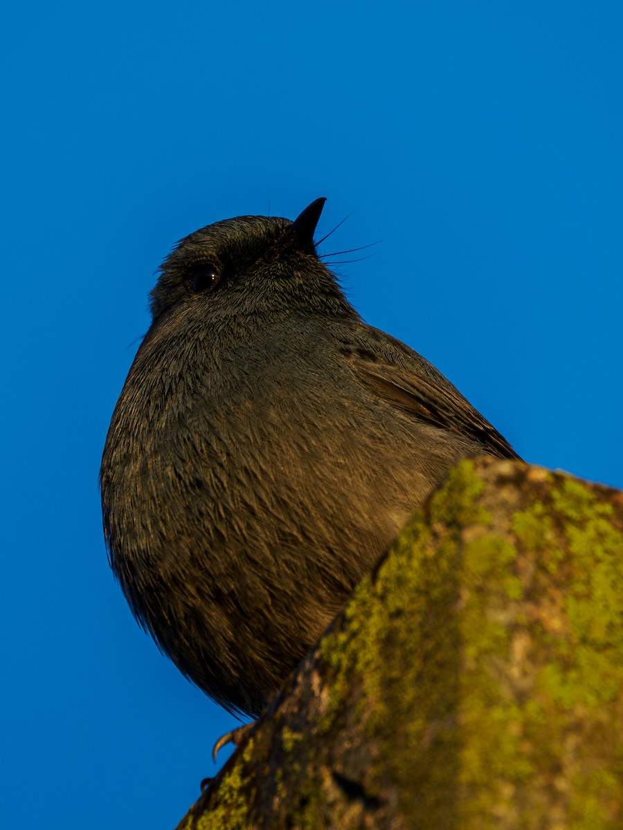 Plumbeous Redstart - ML645709809