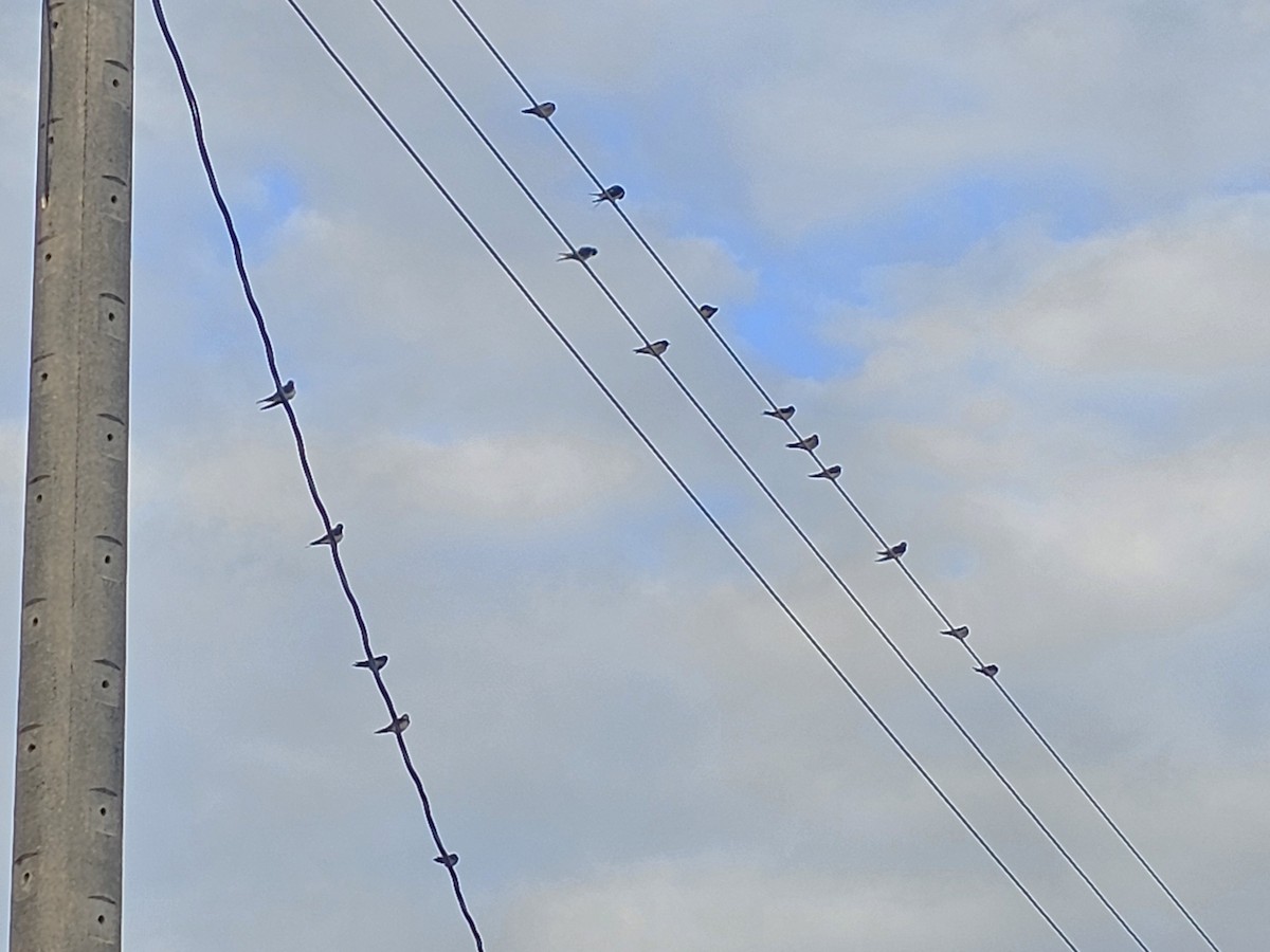 Barn Swallow - ML645709811