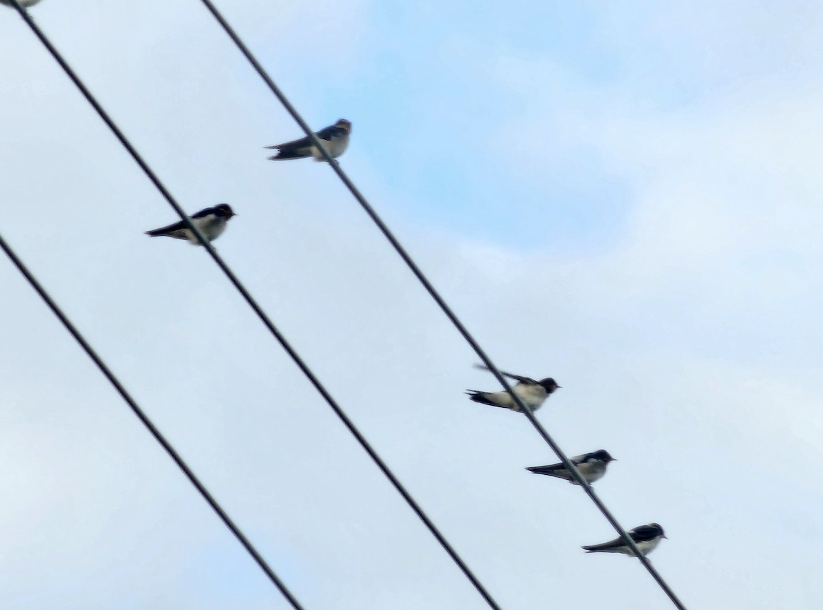 Barn Swallow - ML645709812