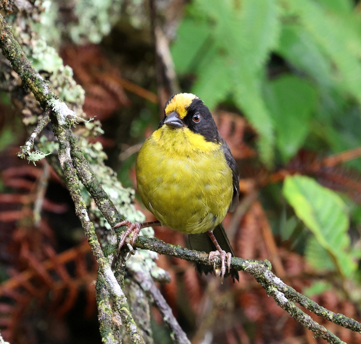 Pale-naped Brushfinch - ML645709815