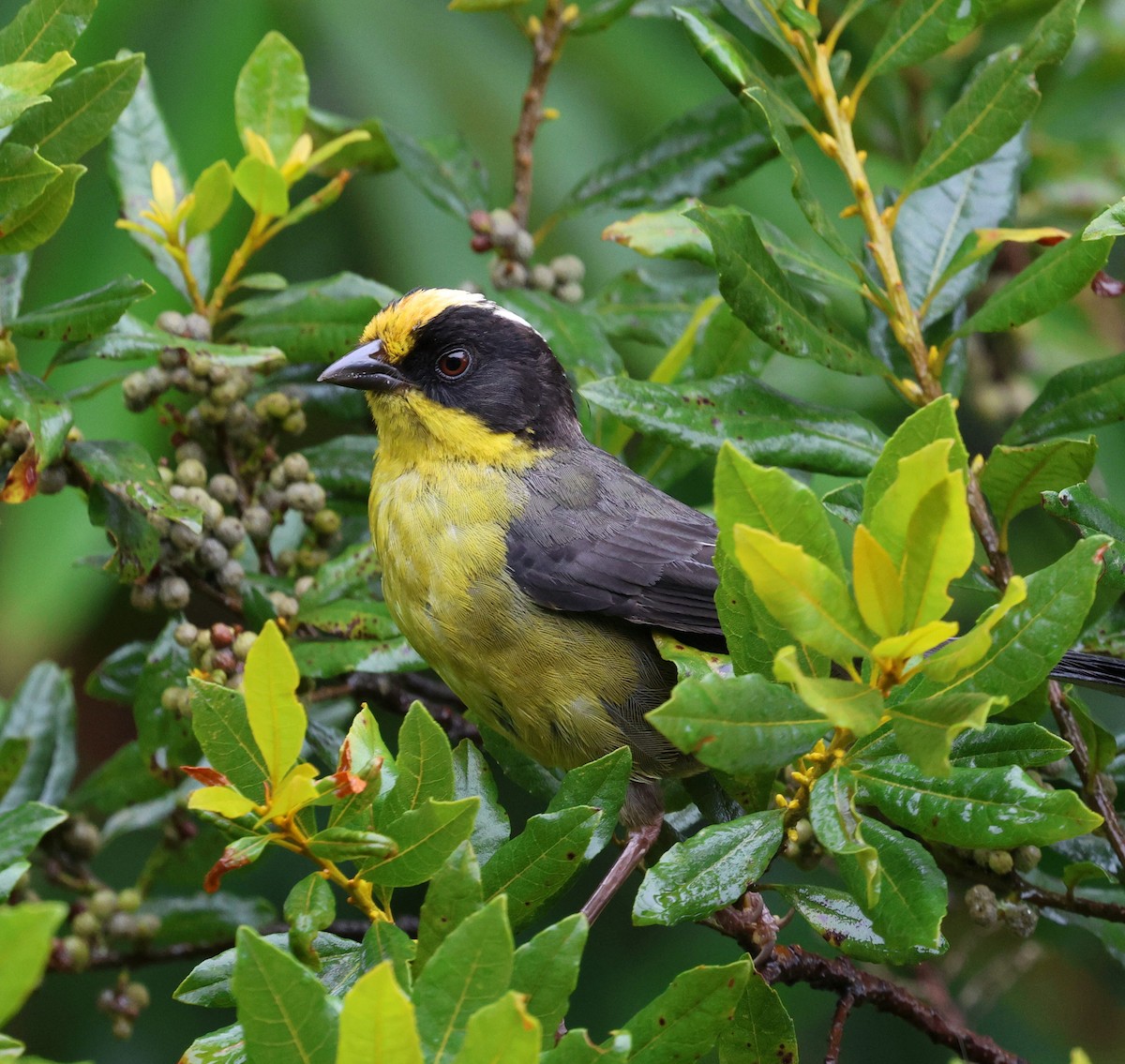 Pale-naped Brushfinch - ML645709816