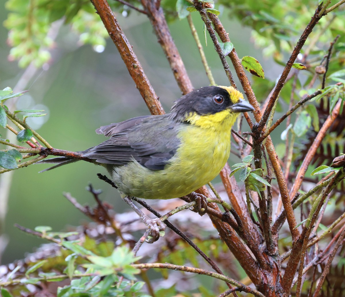 Pale-naped Brushfinch - ML645709817