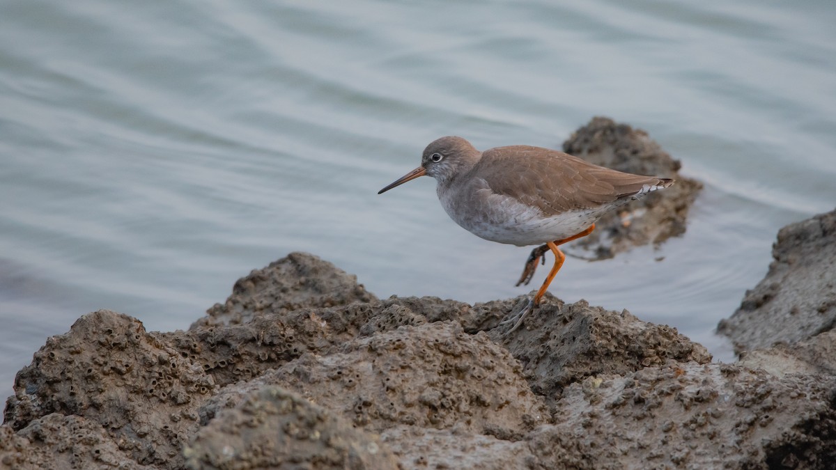 Common Redshank - ML645709818
