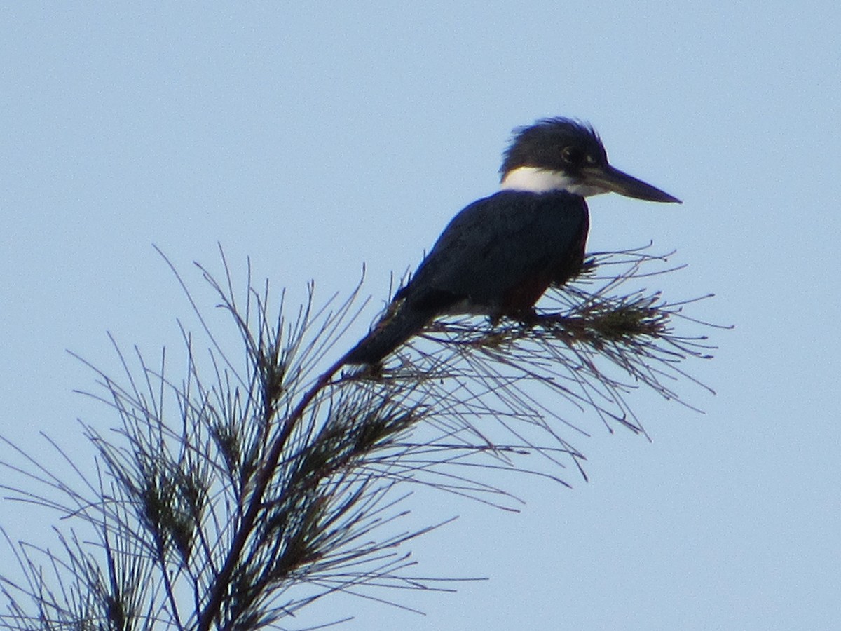 Amazon Kingfisher - ML645709822