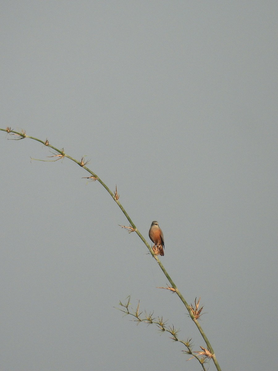 Chestnut-tailed Starling - ML645709823