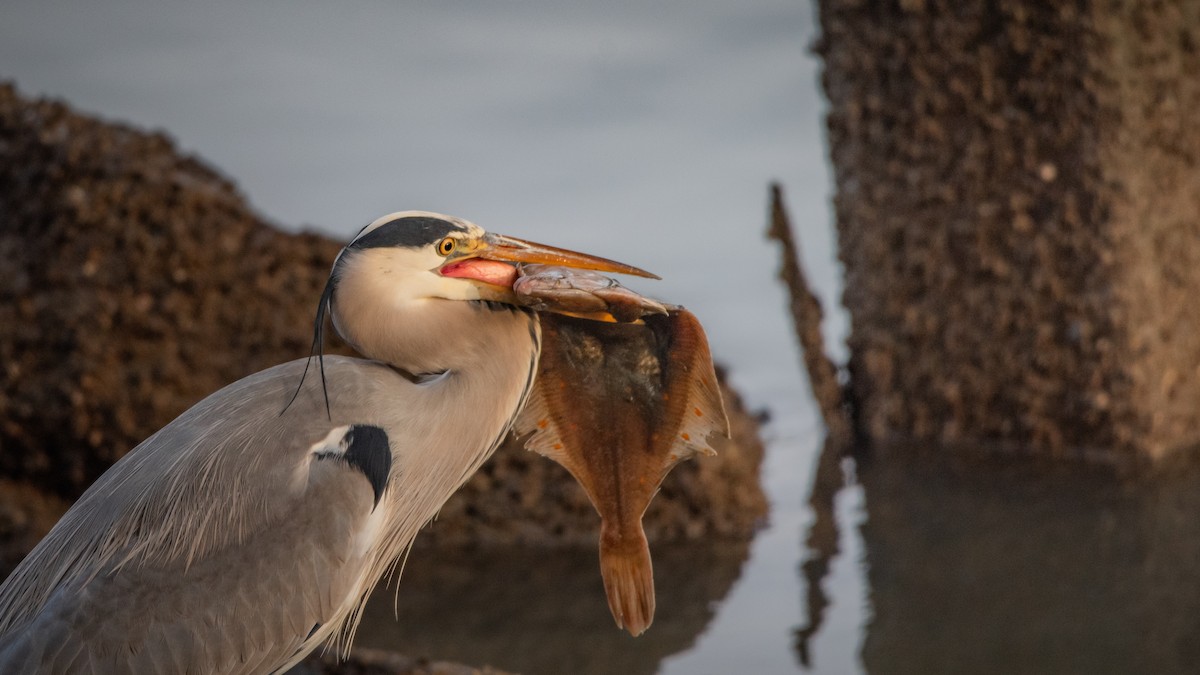 Gray Heron - ML645709826