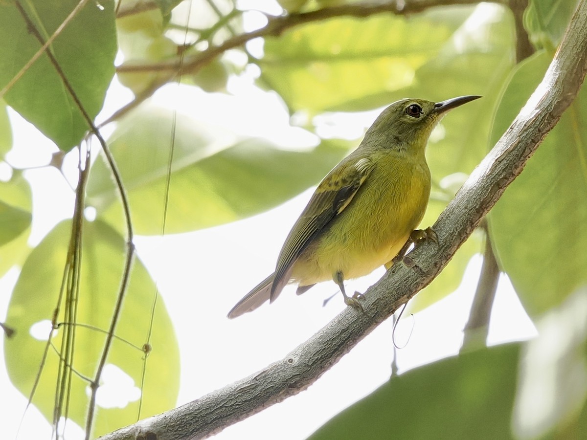 Brown-throated Sunbird - ML645709827