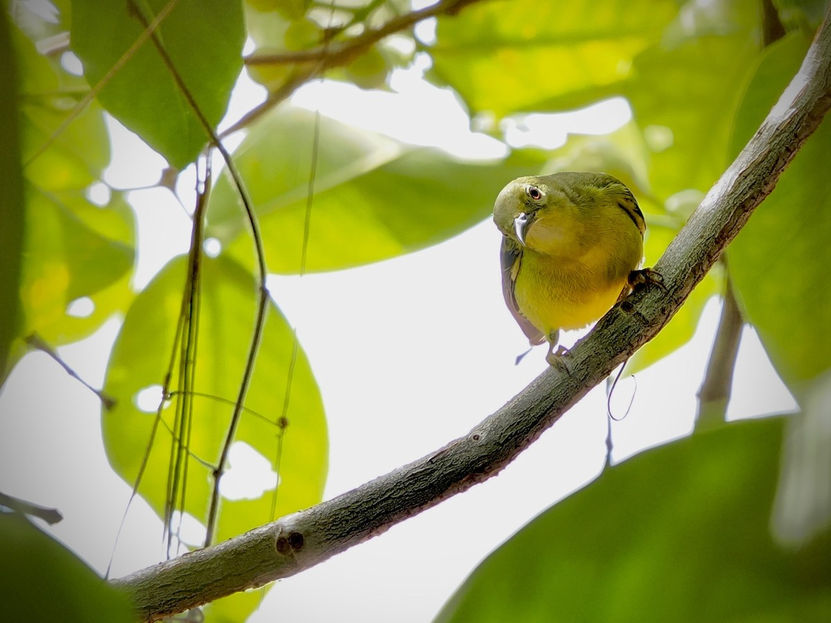 Brown-throated Sunbird - ML645709828