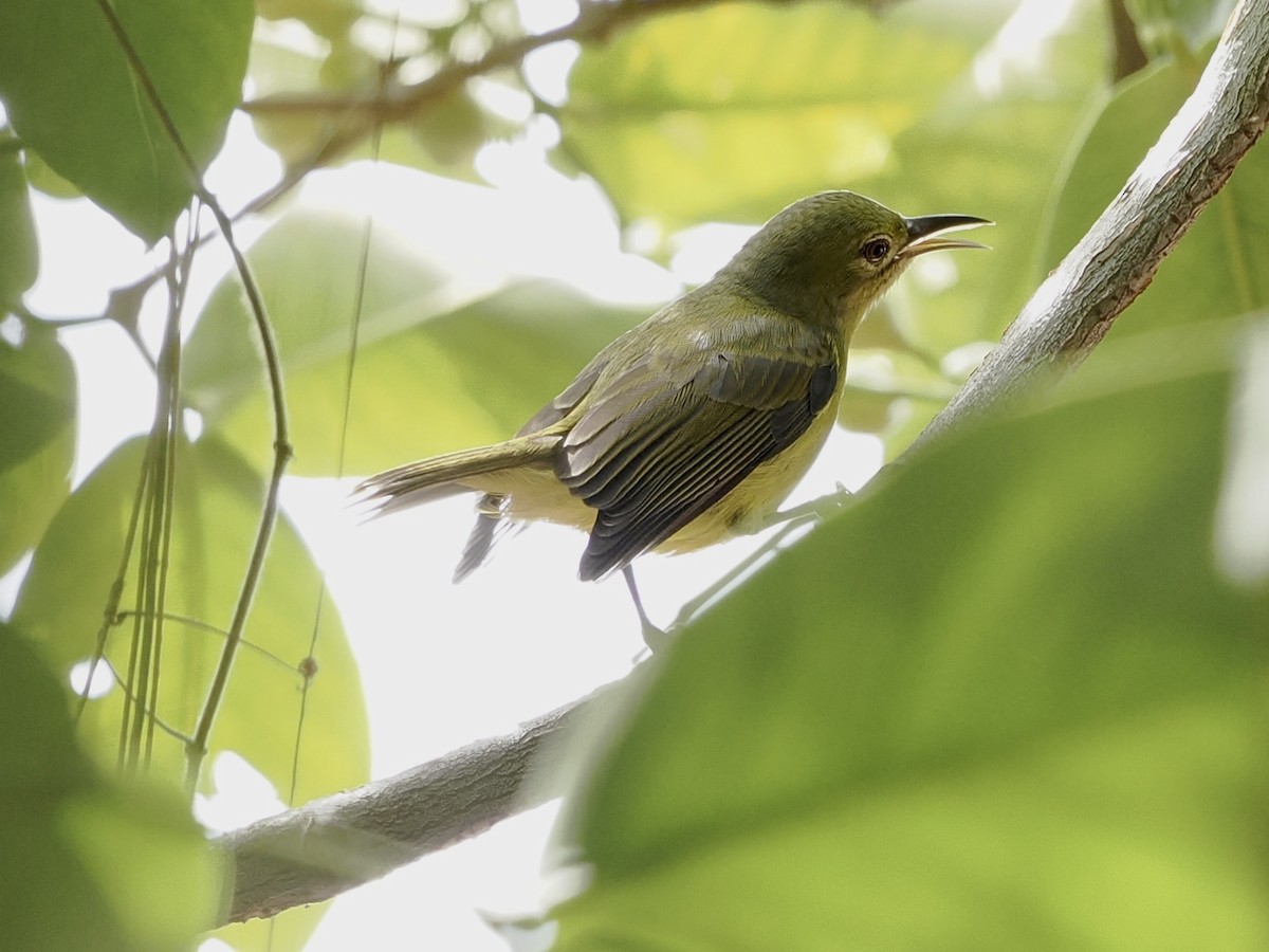 Brown-throated Sunbird - ML645709829