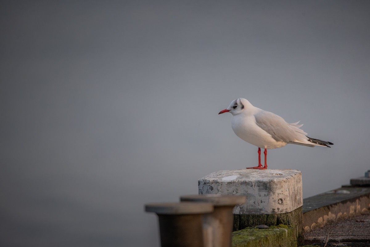 Black-headed Gull - ML645709830